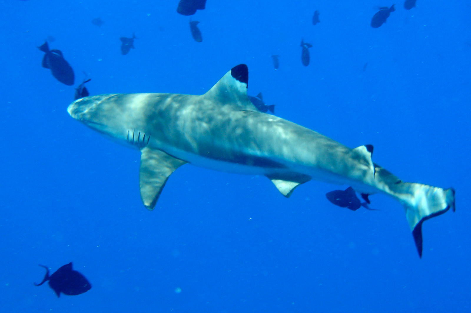  p>乌翅真鲨(学名: i>carcharhinus melanopterus /i>)是真鲨科,真鲨