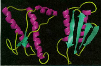 PRION_百度百科