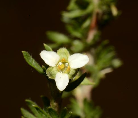  p>绵刺(学名: i>potaninia mongolica /i> maxim.