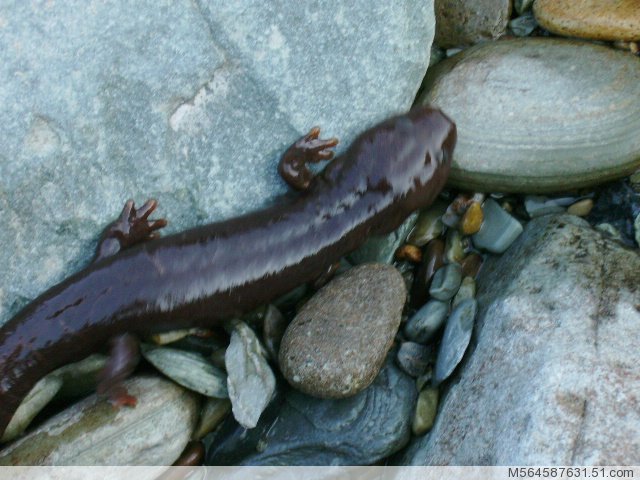  p>滇池蝾螈(cynops wolterstorffi ),一般雌性大于雄性;圆柱状的躯干