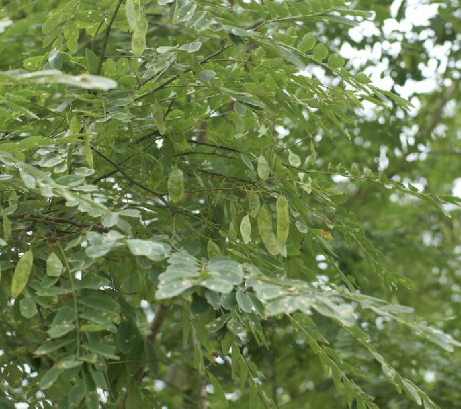  p>秧青(学名: i>dalbergia assamica /i> benth.