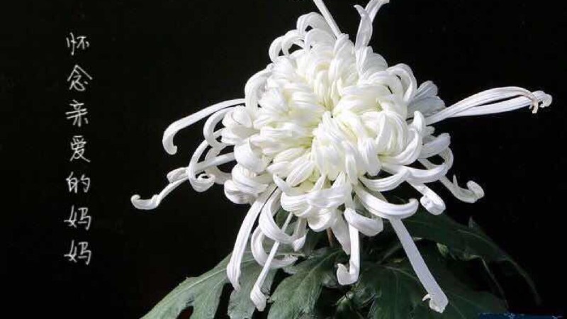 "忌日"过去也叫"忌辰".