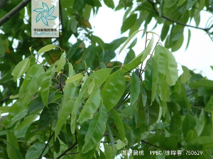  p>海南蒲桃(学名: i>syzygium hainanense /i> chang et miau)是