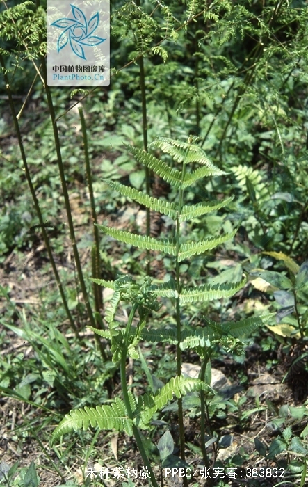  p>禾秆紫柄蕨(学名: i>pseudophegopteris microstegia /i> (hook.