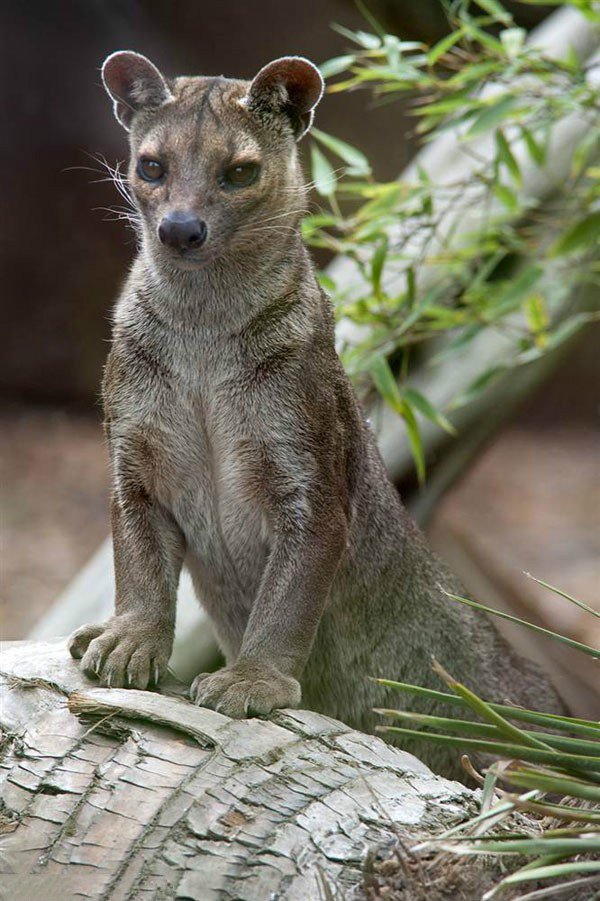  p>马岛獴(学名: i>cryptoprocta ferox /i>): a target="_blank"