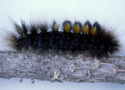  p>北极灯蛾, i>gynaephora rossii /i> (curtis, 1835),灯蛾科灯蛾属