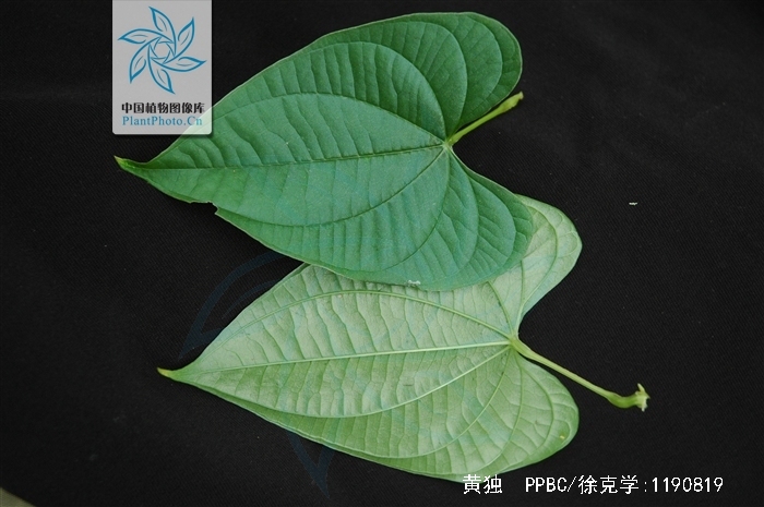 dioscorea bulbifera l.