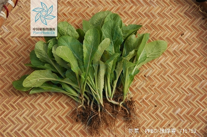  p>芥菜(学名: i>brassica juncea /i>   (l.) czern. et coss.