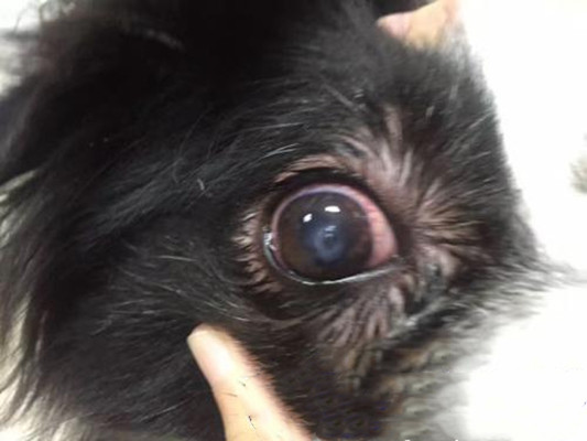 犬角膜炎