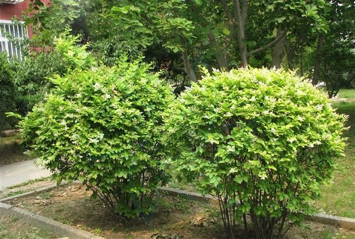 小蜡树(小蜡树的果子功效与作用)