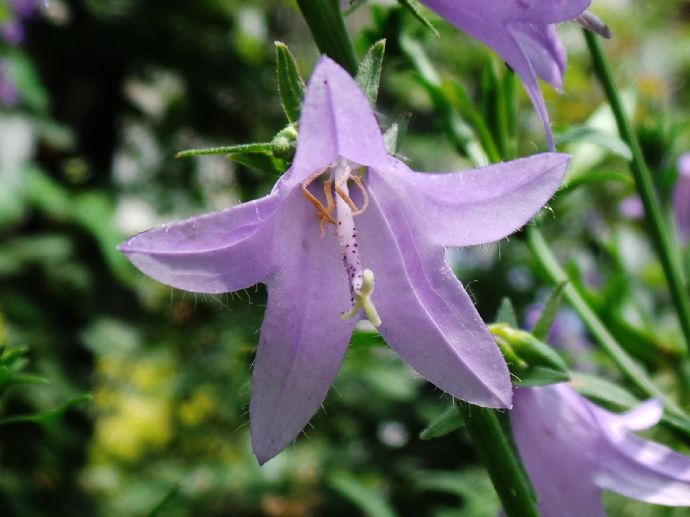  p>石沙参(学名: i>adenophora polyantha /i> nakai)是桔梗科,沙参属