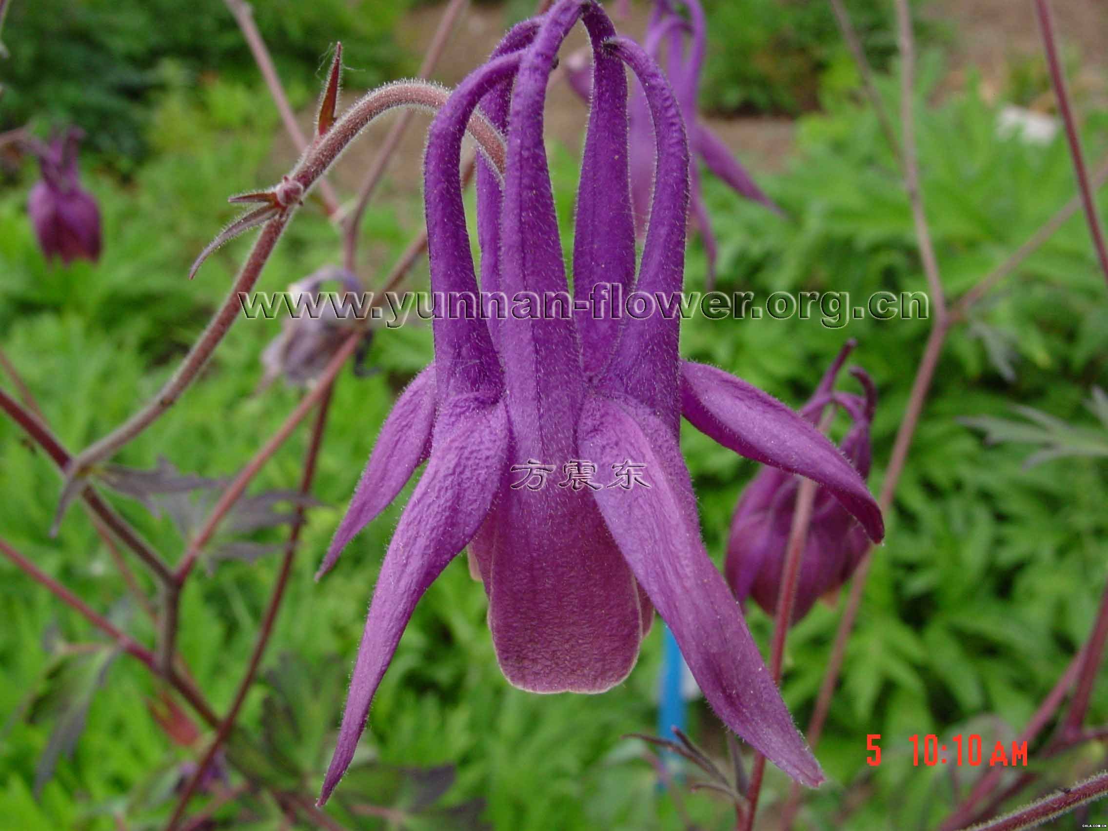  p>直距耧斗菜(学名: i>aquilegia rockii /i>),为 a target="_blank"
