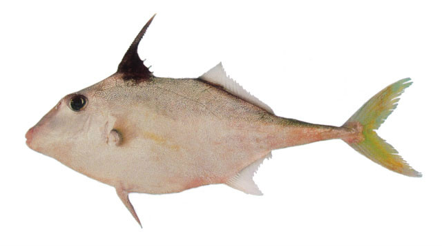  p> b>双棘三刺鲀 /b>( a href="#" data-lemmaid="8074290">学名 /a>