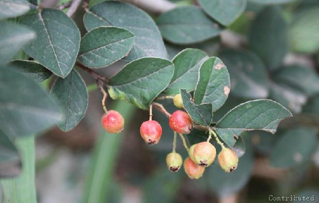  p>华中栒子(学名: i>cotoneaster silvestrii /i> pamp.