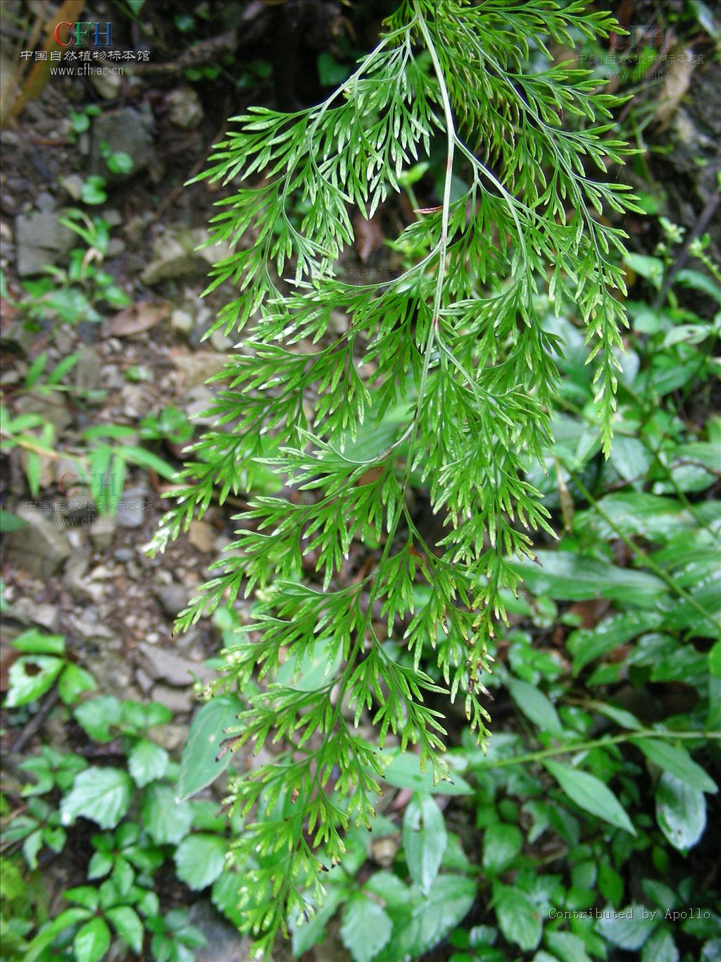  p>金粉蕨属(学名: b>onychium /b>&nbsp;kaulf.