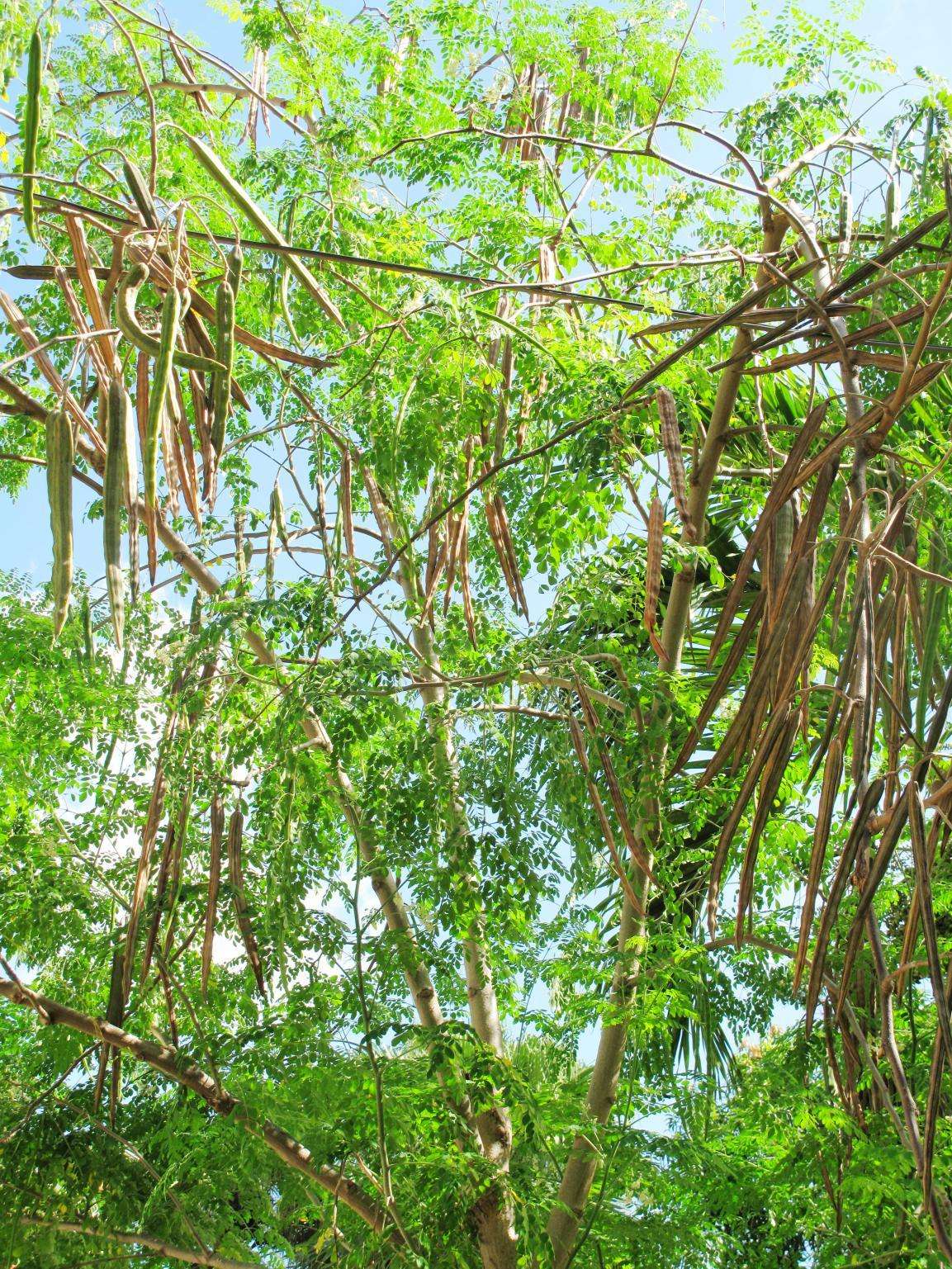 moringa oleifera
