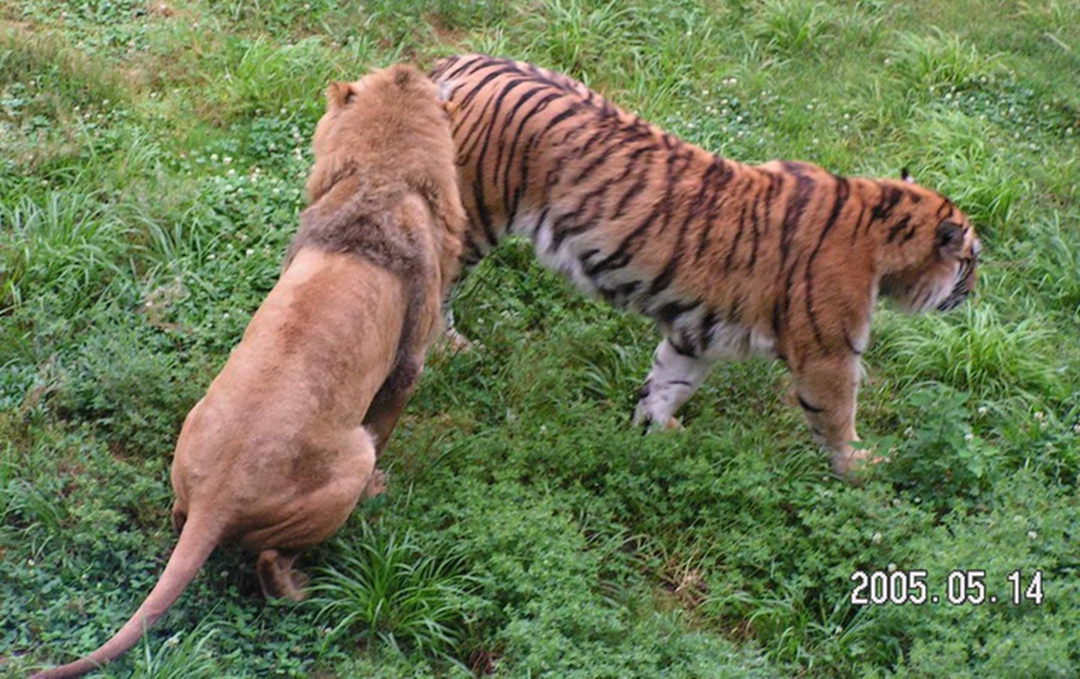  p> b>狮虎兽 /b>( a target="_blank" href="/item/学名/8074290"