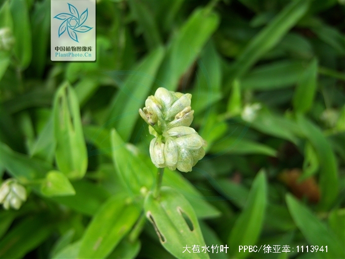 morton ex hong)是鸭跖草科,水竹叶属多年生 a target="_blank" href