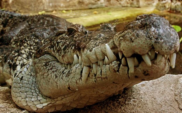  p>伊里安鳄(学名:crocodylus novaeguineae)是一种中型 a target="