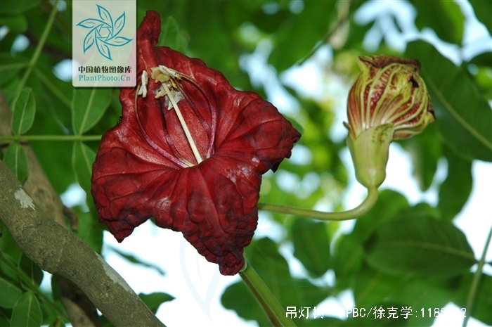 是紫葳科,吊灯树属植物.