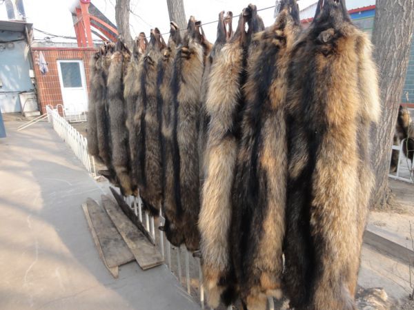  p data-id="gnbl6i0h1y">貉子又名 a target="_blank" href="/item