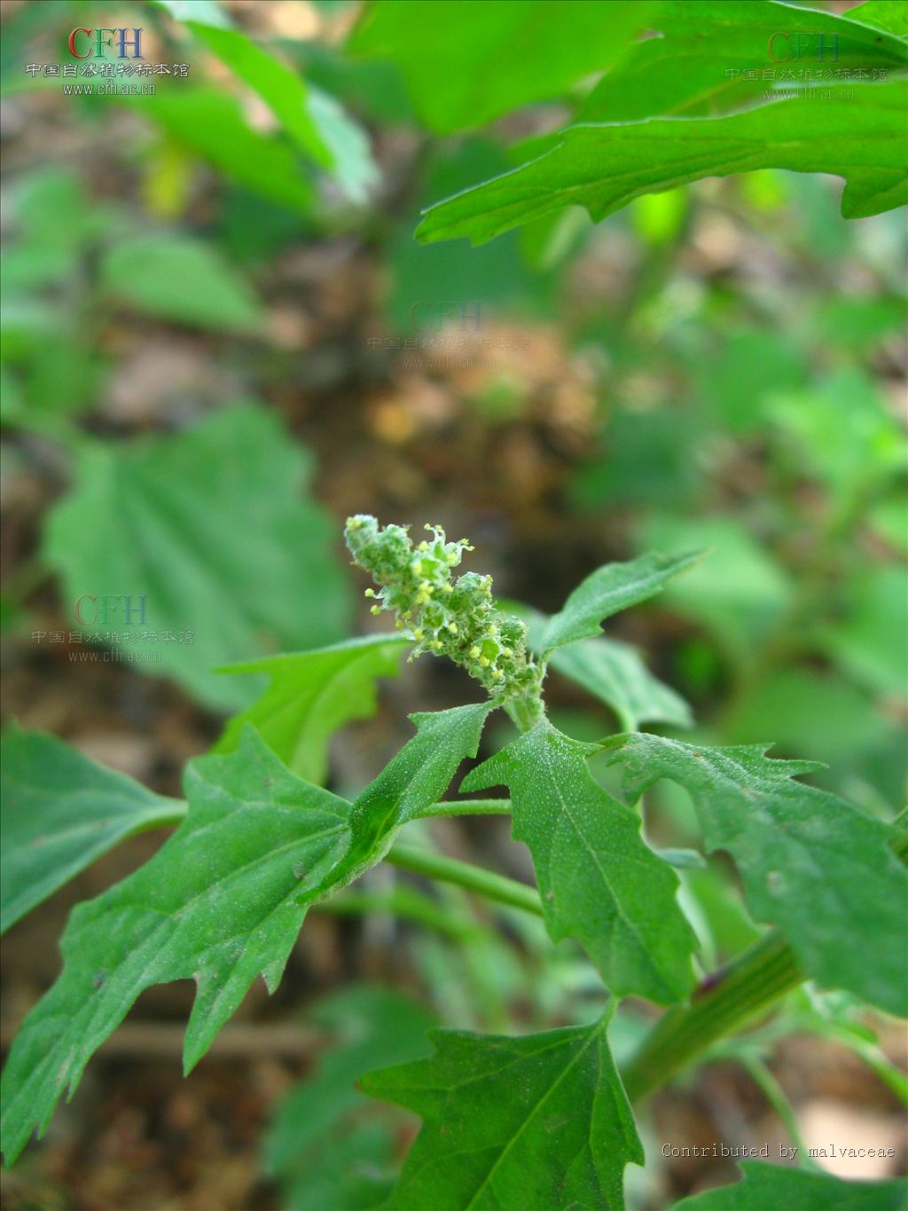  p>小藜,是 a href="#" data-lemmaid="269695