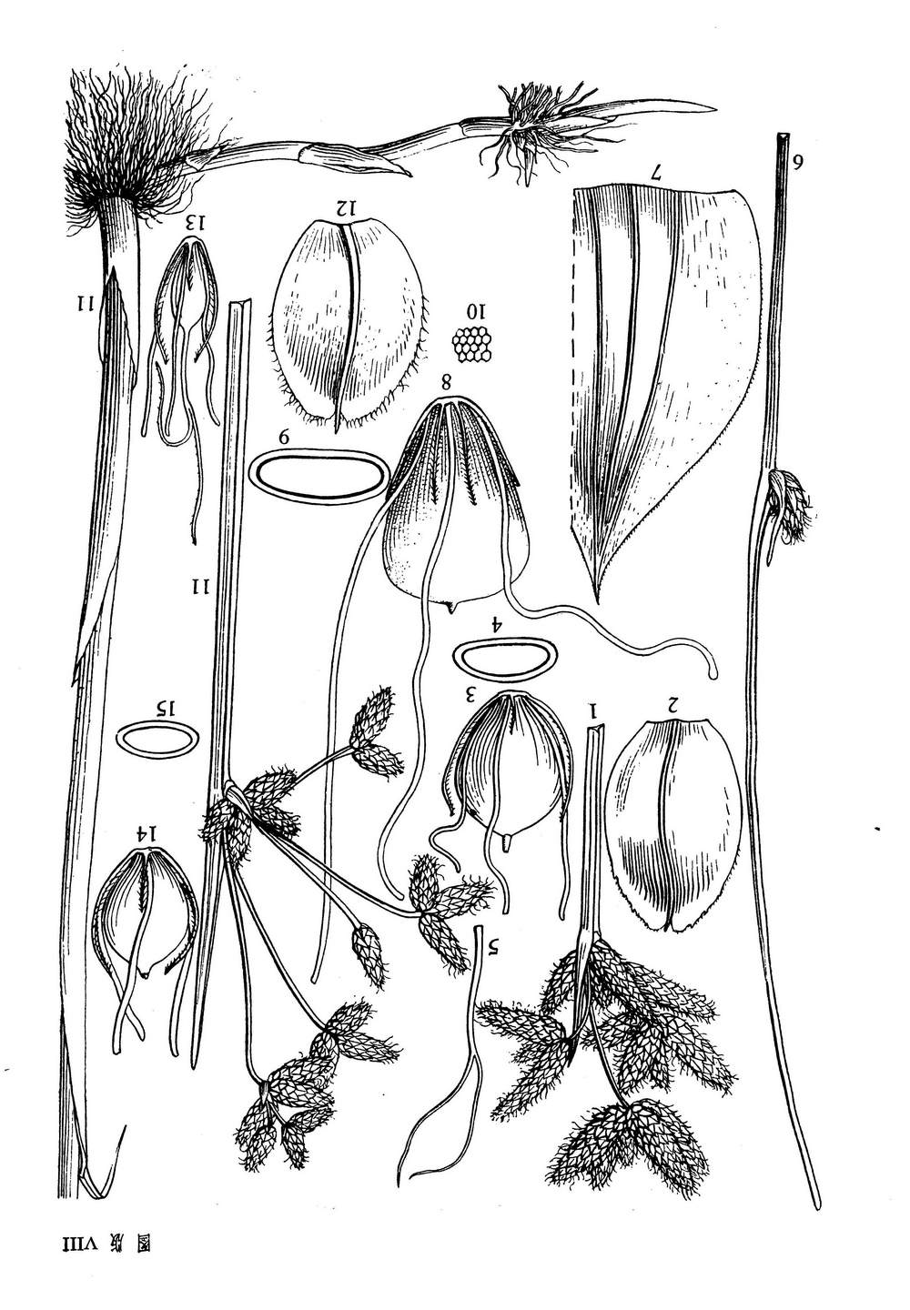 scirpus trisetosus tang et wang