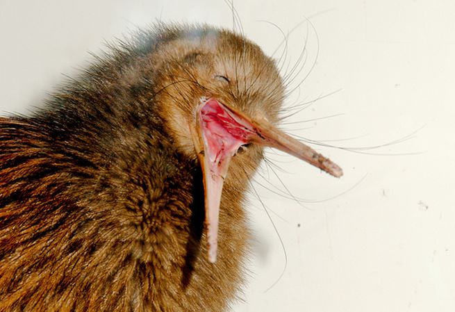  p>褐几维鸟(学名: i>apteryx australis /i>)又译为 a target="