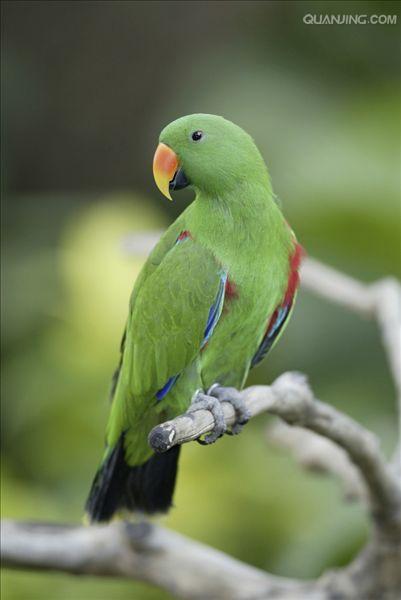  p>华贵折衷鹦鹉(学名:eclectus roratus roratus)是折衷鹦鹉的指名