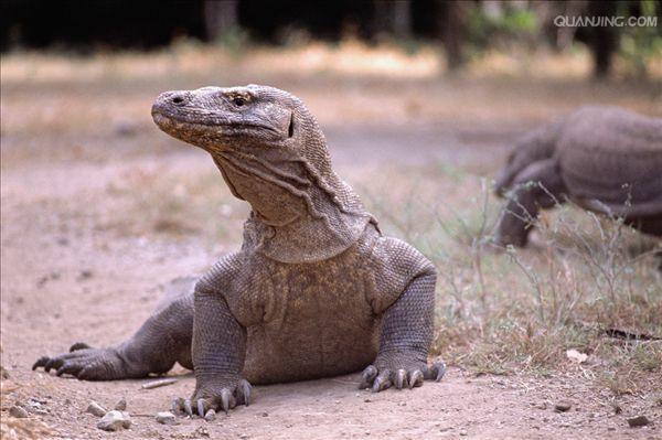 komodo dragon