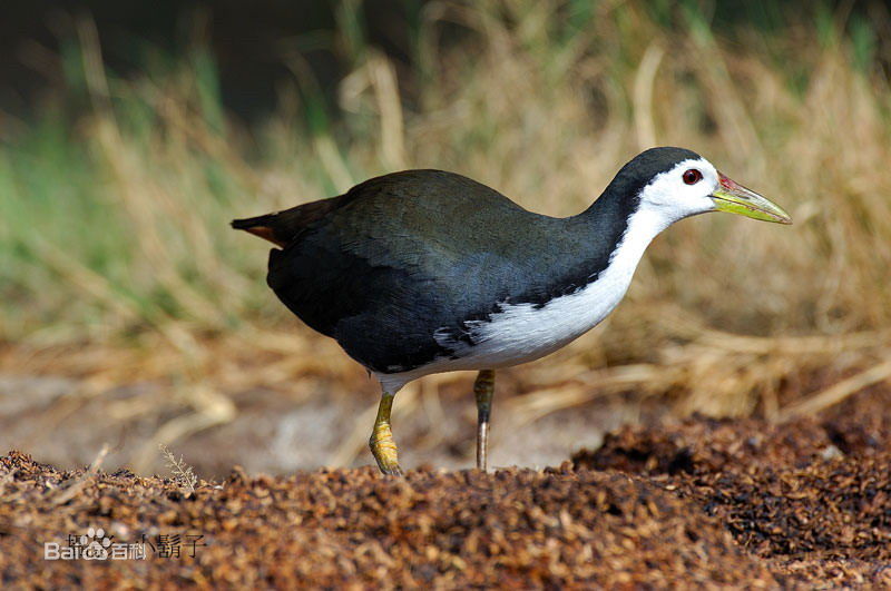  p>秧鸡科(学名: i>rallidae /i>)有34属148种,包括秧鸡,田鸡,苦恶鸟