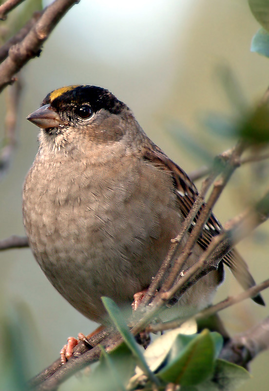 zonotrichia leucophrys
