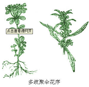 大戟,甘遂等大戟属的多歧聚伞花序下面常有杯状总苞,也称 a t