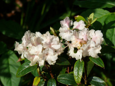  p>髯花杜鹃(学名: i>rhododendron anthopogon /i> d.