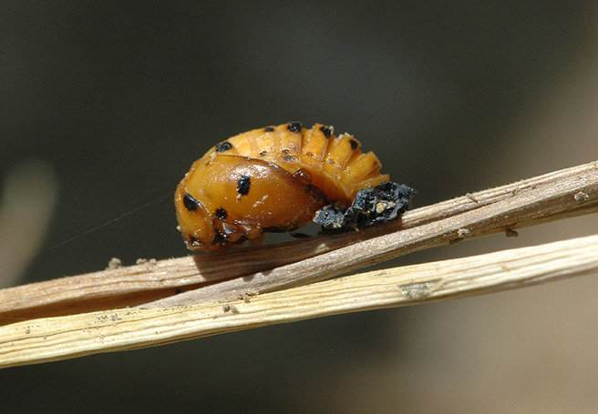  p>七星瓢虫(学名: i>coccinella septempunctata /i>)是瓢虫科,瓢虫