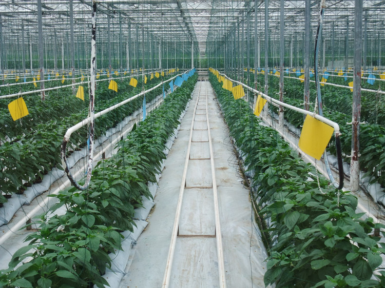  p>孙桥现代农业开发区成立于1994年9月6日,是全国第一个综合性的现代