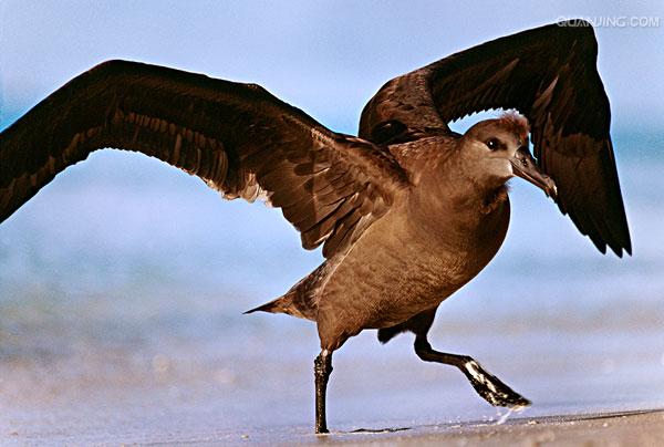  p>黑脚信天翁(学名: i>phoebastria nigripes /i>)为鹱形目 a target