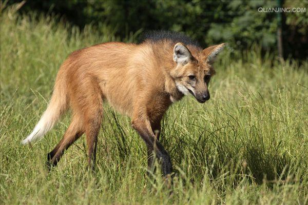  a href="#" data-lemmaid="673912">鬃狼属 /a>的一种珍稀的动物