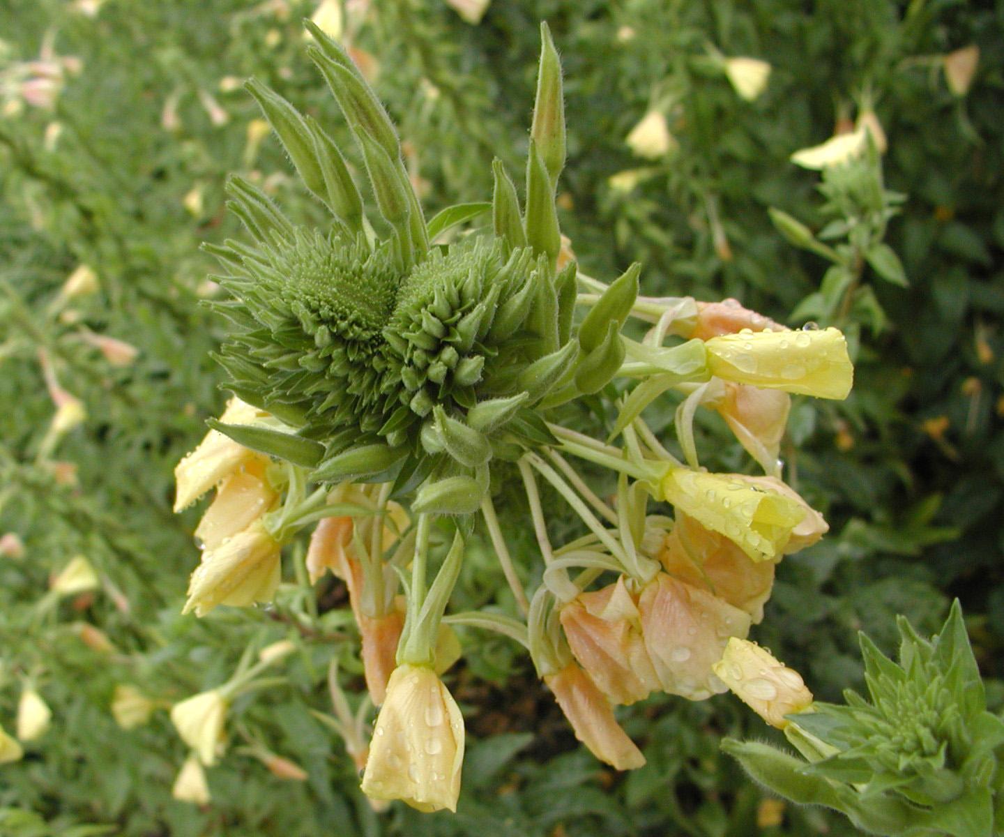  p>白花荛花(学名wikstroemia trichotoma (thunb.