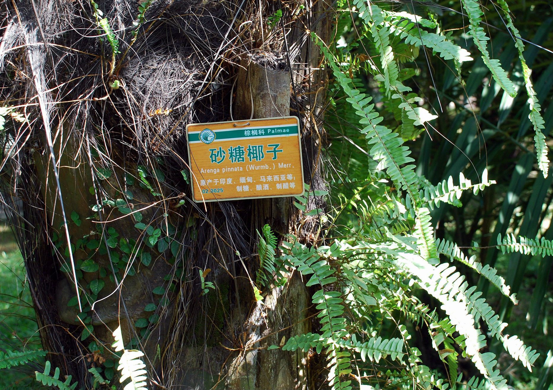  p>砂糖椰子(学名: i> /i> i>arenga pinnata /i> (wurmb.) merr.