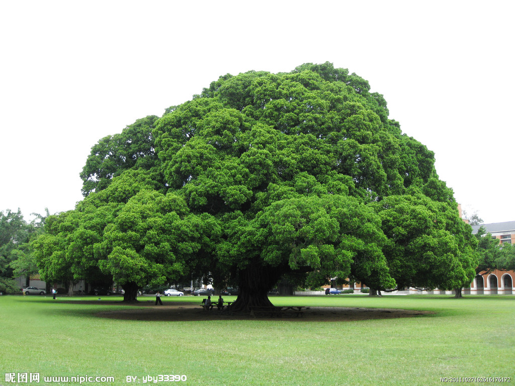  p> b>榕树 /b>(学名: i>ficus microcarpa /i>  linn. f.