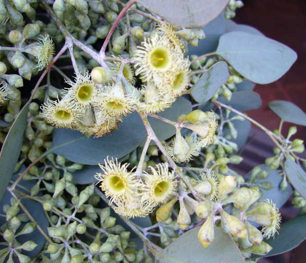  p>多花桉(学名:eucalyptus polyanthemos schauer)是 a href="#">