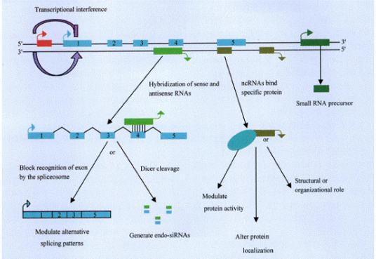 非编码RNA_百度百科