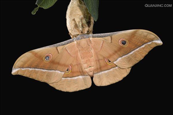  p>蚕蛾的形状像蝴蝶,全身披着白色鳞毛,但由于两对翅较小,已失去飞翔