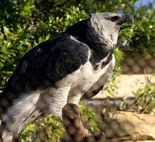  p>美洲角雕(学名: i>harpia harpyja /i>)是大型猛禽,体型大,喙和爪