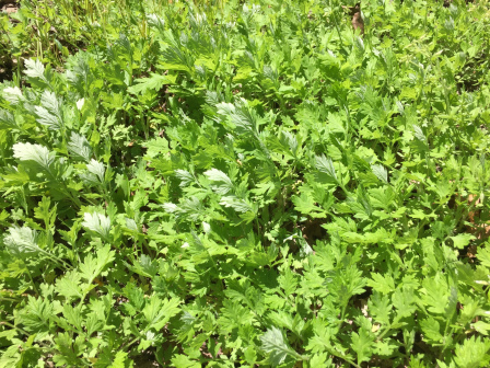 Artemisia vulgaris（菊科蒿属多年生草本植物）_百度百科
