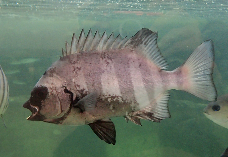  p>条石鲷(学名: i>oplegnathus fasciatus /i>)是石鲷科,石鲷属一种