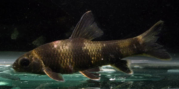  p>华鳈(学名: i>sarcocheilichthys sinensis /i>)是鲤科,鰁属鱼类.