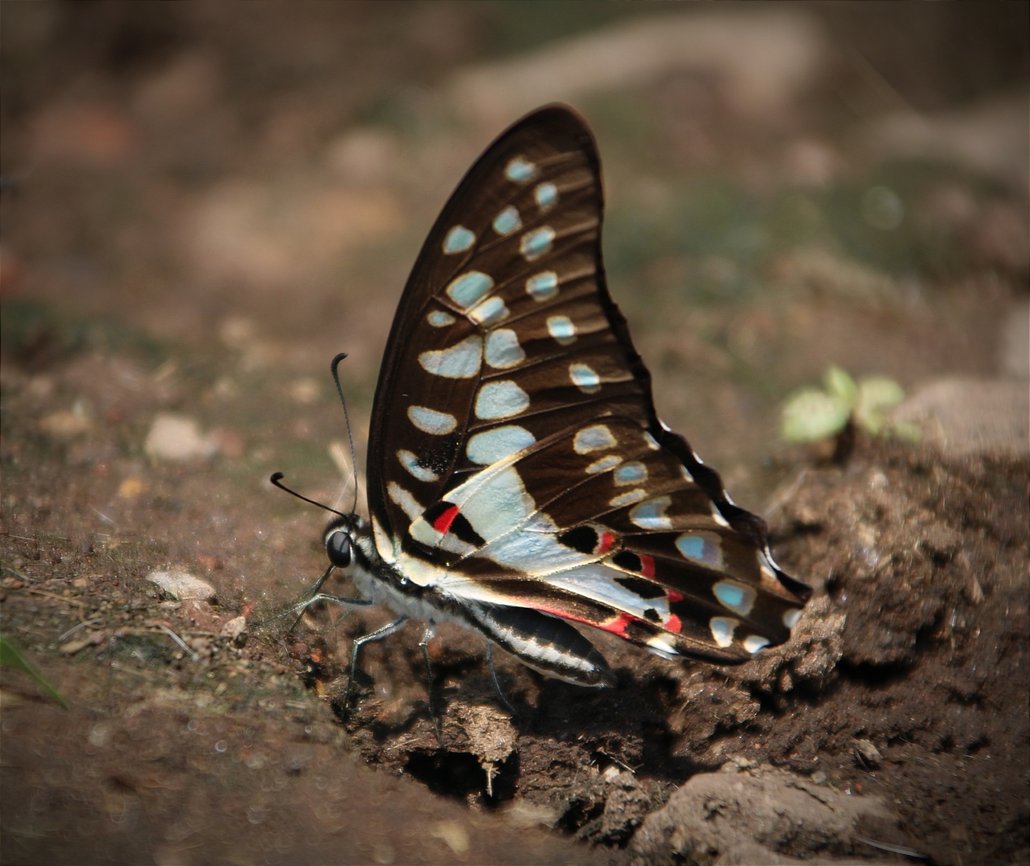  p>碎斑青凤蝶(学名: i>graphium doson /i>)是凤蝶科,青凤蝶属昆虫.