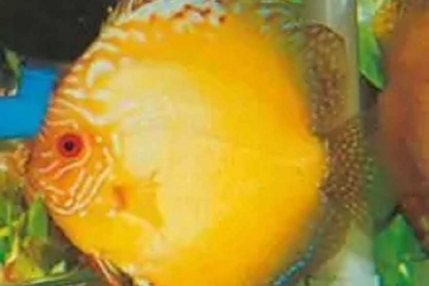 黄金神仙鱼